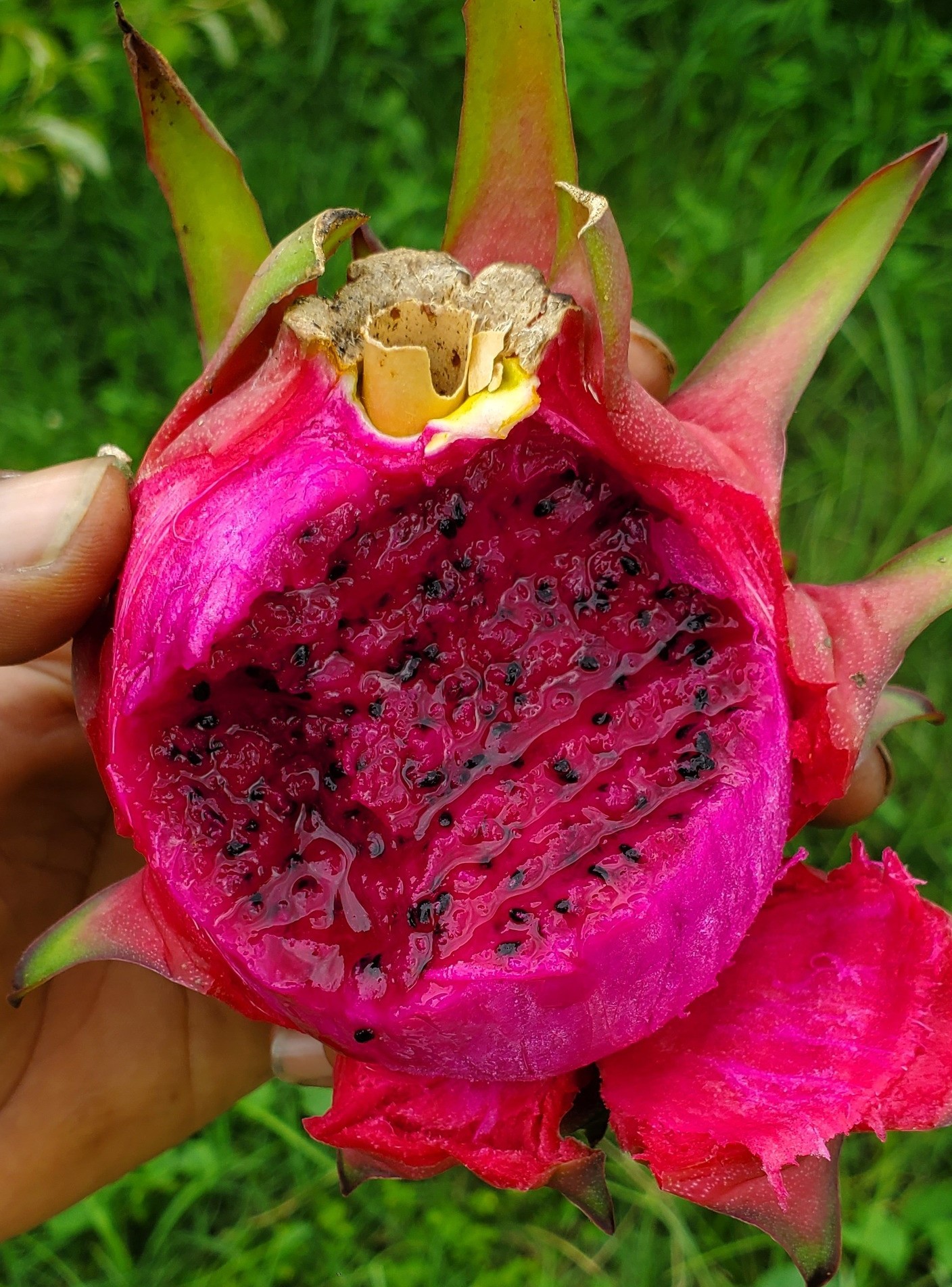 একদমই প্রকৃতিকভাবে ফল দিচ্ছে